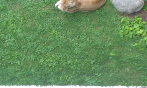 Amusement Park «Como Town», reviews and photos, 1301 Midway Pkwy, St Paul, MN 55103, USA