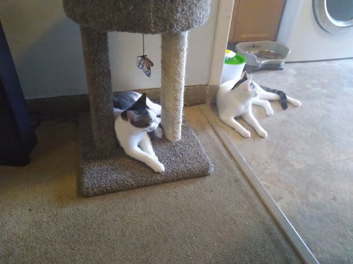 Animal Shelter «Humane Society of Ocean City», reviews and photos, 1 Shelter Rd, Ocean City, NJ 08226, USA