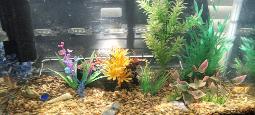 Tropical Fish Store «Saltwater Paradise», reviews and photos, 1313 W Airport Fwy, Irving, TX 75062, USA