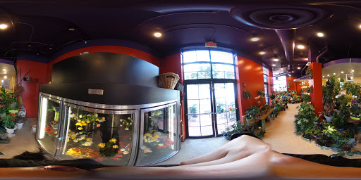 Florist «Little Shop of Flowers», reviews and photos, 2421 18th St NW, Washington, DC 20009, USA