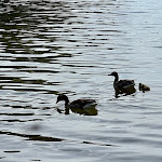 Photo n°11 de l'avis de A... fait le 07/05/2022 à 13:15 sur le  Restaurant und Café Prinzeninsel à Plön