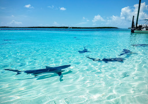 Painter «Coastal Custom Painting», reviews and photos, 17280 Coastal Hwy #2, Lewes, DE 19958, USA