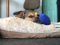 Jasper's Fur Friends - Photo 4 - Car repair in Fredericksburg, VA, Fredericksburg