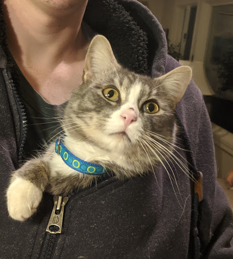 Cat's Meow Feline Veterinary Clinic image