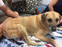 Healing Paws Center - Photo 5 - Car repair in Oakland Park, FL, Fort Lauderdale