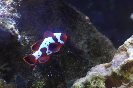 Tropical Fish Store «Corals & More», reviews and photos, 1972 S Old Hwy 94, St Charles, MO 63303, USA