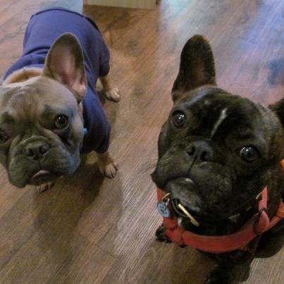 Pet Supply Store «Republic of Paws», reviews and photos, 2411 W Colorado Ave, Colorado Springs, CO 80904, USA