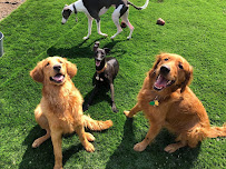 Prairie Dog Daycare, Obedience Training, Grooming and Boarding