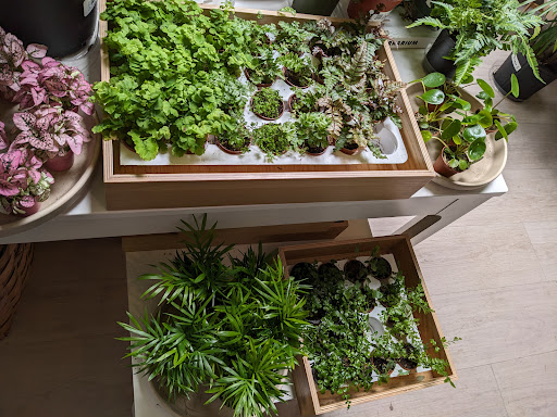 Paraso Plant Studio image