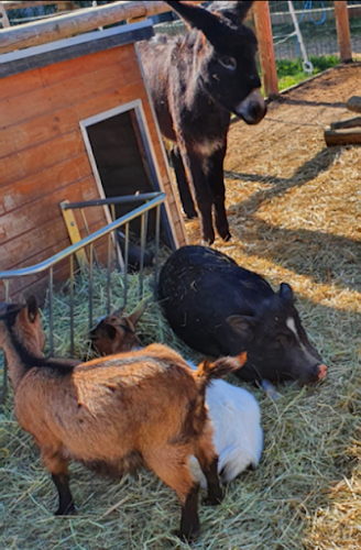 Ferme pedagogique à Bry-sur-Marne