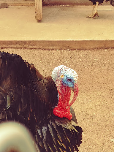 Park «Merrill Park», reviews and photos, Fairview Ave, Colonia, NJ 07067, USA