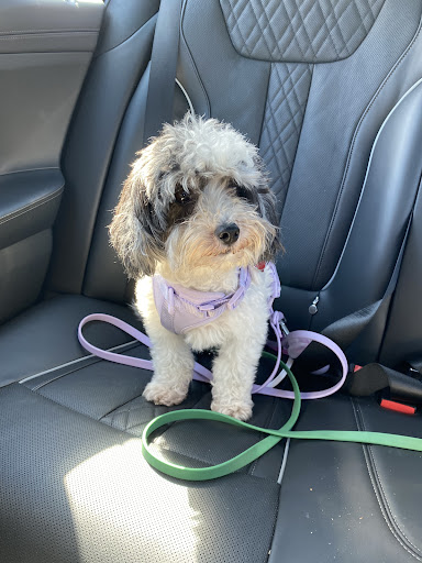 Pet Groomer «Pretty Poodles and Pets», reviews and photos, 6905 W Broward Blvd, Plantation, FL 33317, USA