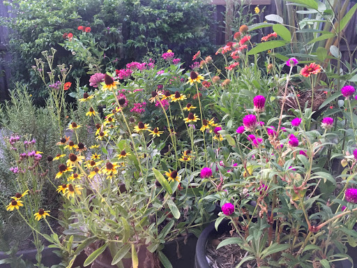 Plant Nursery «Wilcox Nursery», reviews and photos, 12501 Indian Rocks Rd, Largo, FL 33774, USA