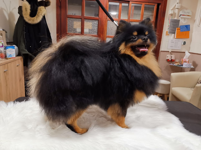 Dog Style Kutyakozmetika - Állatorvos