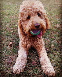 Shire Pet Sitting - Photo 8 - Car repair in , New Haven