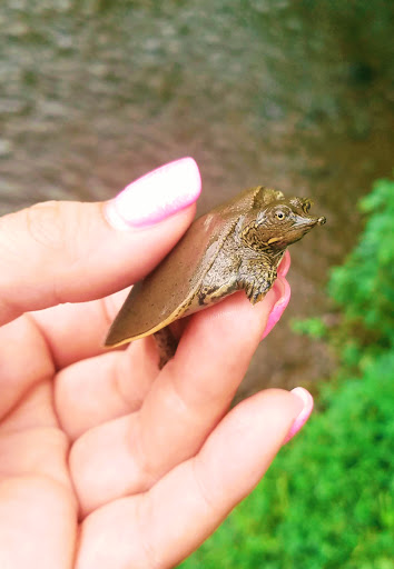 Park «A.B. Sawyer Park», reviews and photos, 9300 Whipps Mill Rd, Louisville, KY 40242, USA