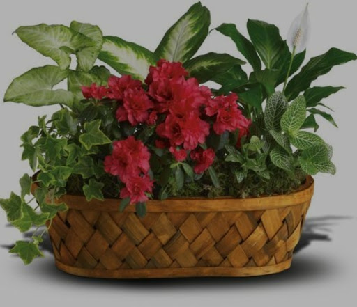 Florist «Welch Florist», reviews and photos, 121 Essex St, Lynn, MA 01902, USA