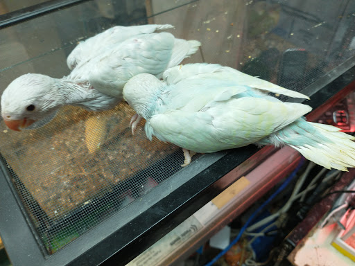 Pet Supply Store «Pet Care Inc.», reviews and photos, 2500 East Cesar E Chavez Avenue, Los Angeles, CA 90033, USA