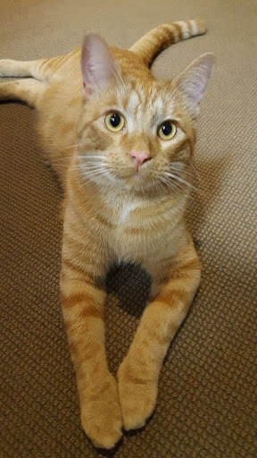 Travel Agency «Alpha World Travel Honeymoons and Destination Weddings», reviews and photos, 107 Edinburgh S Dr #114, Cary, NC 27511, USA