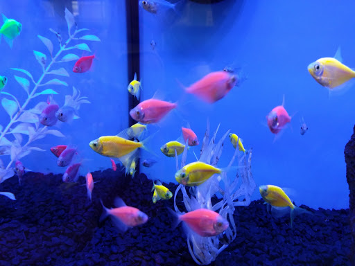 Pet Supply Store «Petco Animal Supplies», reviews and photos, 110 Percival Rd, Columbia, SC 29206, USA