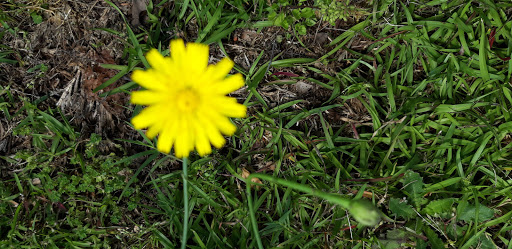 Park «Butler Springs Park», reviews and photos, 301 Butler Springs Rd, Greenville, SC 29615, USA