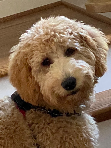 Dog Trainer «Off Leash K9 Training, Charlottesville», reviews and photos, 8782 Seminole Trail, Ruckersville, VA 22968, USA