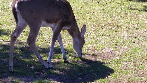 Golf Course «Fair Oaks Ranch Golf & Country Club», reviews and photos, 7900 Fair Oaks Pkwy, Fair Oaks Ranch, TX 78015, USA