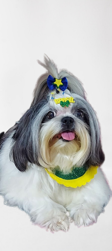 Dog Charm Banho e Tosa em Batatais