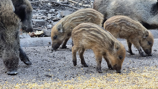 Schwarzwildgehege Dietingen unter Dietingen, 