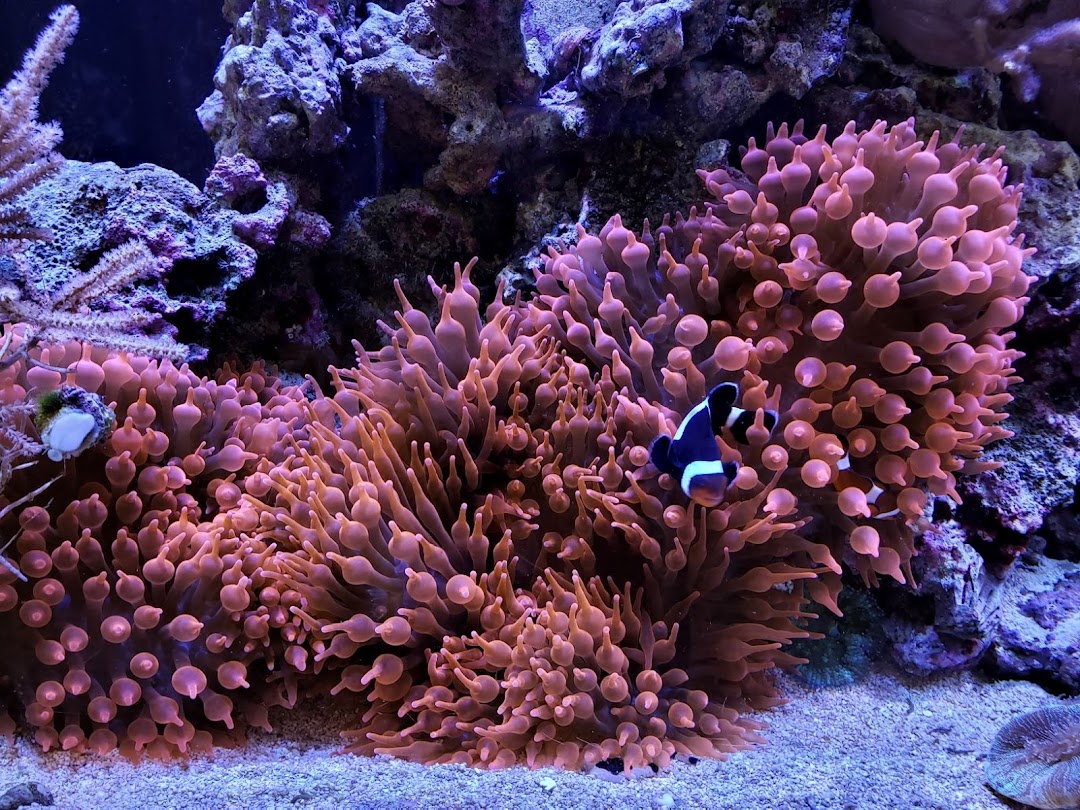 Distinctive Living Reefs