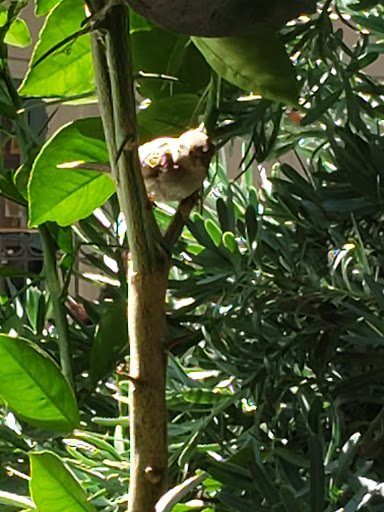 Californian Restaurant «Green Street Restaurant», reviews and photos, 146 Shoppers Ln, Pasadena, CA 91101, USA