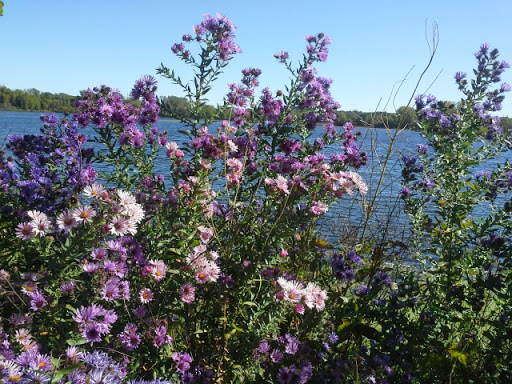 Park «Shawnee Park», reviews and photos, 6515 Scheel Dr, Woodbury, MN 55125, USA