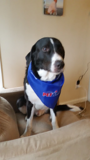 Pet Supply Store «PetSmart», reviews and photos, 916 Loganville Hwy, Bethlehem, GA 30620, USA