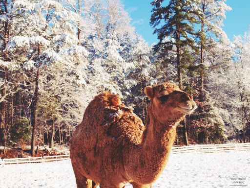 Zoo «North Georgia Zoo & Farm», reviews and photos, 2912 Paradise Valley Rd, Cleveland, GA 30528, USA