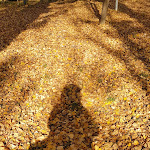 Photo n°1 de l'avis de Carla.i fait le 11/11/2020 à 20:23 sur le  Chiosco Ristò La Rocca - Parco Fluviale di Marano 🌹🦋🌳 à Marano sul Panaro