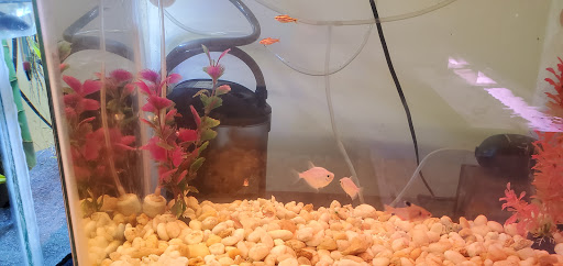 Pet Supply Store «New Lucky Fish Aquarium & Pet Supply», reviews and photos, 4818 8th Ave, Brooklyn, NY 11220, USA