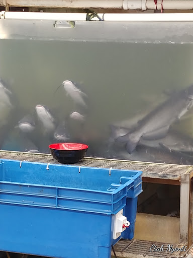 Asian Grocery Store «My Hoa Food Market», reviews and photos, 13201 Bellaire Blvd, Houston, TX 77083, USA