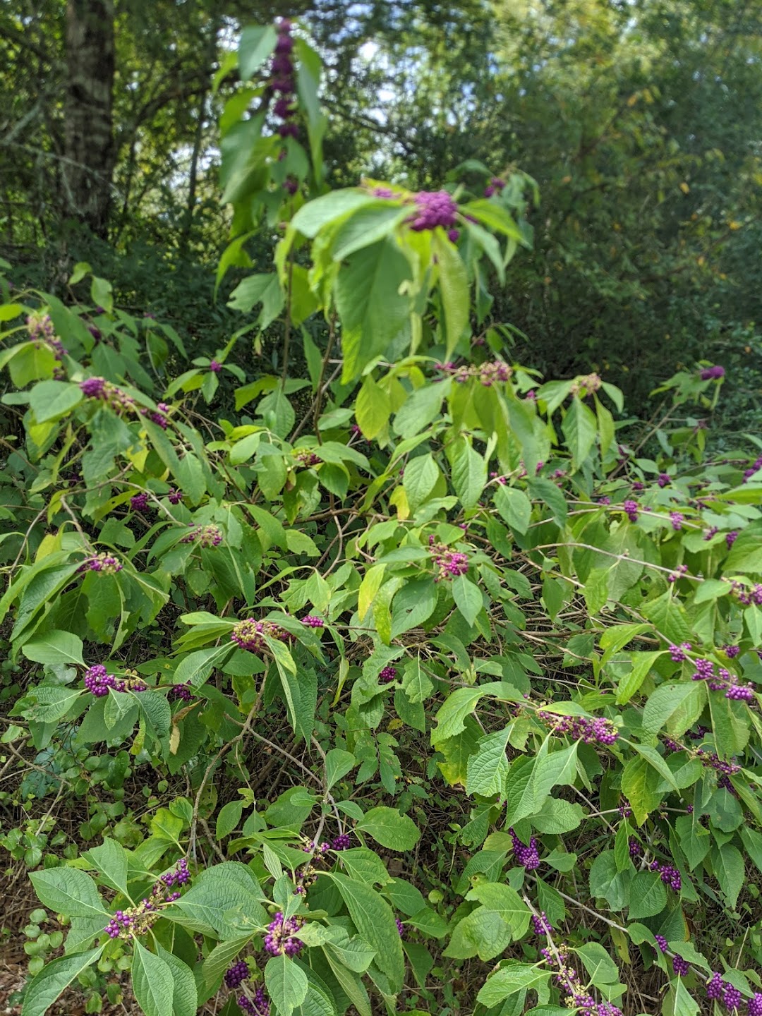 Lick Creek Nature Center