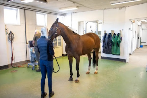 Charlottenlund Horse Hospital Ltd. in Charlottenlund, Gentofte