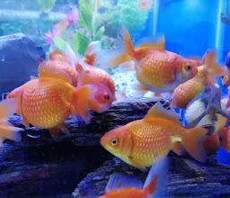 Habitat Nature Aquariums photo