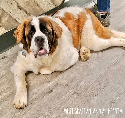 West Spartan Animal Hospital image