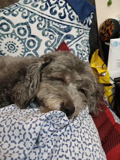 Delta Animal Hospital