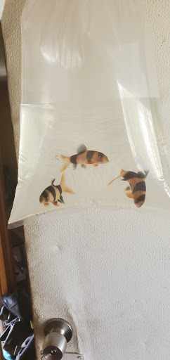 Tropical Fish Store «Classic City Aquariums», reviews and photos, 1260 Mars Hill Rd, Watkinsville, GA 30677, USA