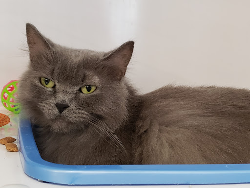 Pet Supply Store «Pet Supplies Plus», reviews and photos, 1258 Northlake Blvd, Lake Park, FL 33403, USA