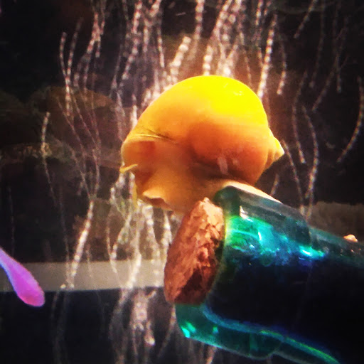 Pet Supply Store «Pet Supplies Plus», reviews and photos, 5708 State St, Saginaw, MI 48603, USA