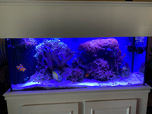 Tropical Fish Store «Hooked On Reefs», reviews and photos, 228 Hibiscus St #1, Jupiter, FL 33458, USA