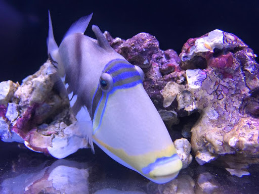 Tropical Fish Store «Reef Oasis», reviews and photos, 7669 Mentor Ave, Mentor, OH 44060, USA