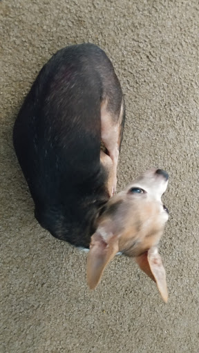 Pet Supply Store «Creative Pet Supply», reviews and photos, 305 N Harbor Blvd, San Pedro, CA 90731, USA