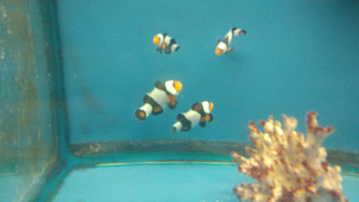 Pet Store «Fish Bowl Aquarium & Pet Mart», reviews and photos, 725 Providence St, West Warwick, RI 02893, USA