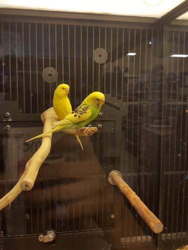 Pet Supply Store «PetSmart», reviews and photos, 482 Stillwater Ave Ste 2A, Bangor, ME 04401, USA